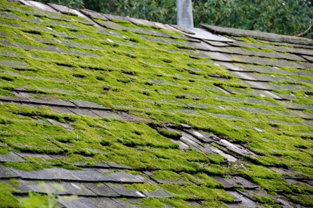 Algae vs. Mold: How to Identify and Remove Them From Your Roof 1 Algae On A Roof