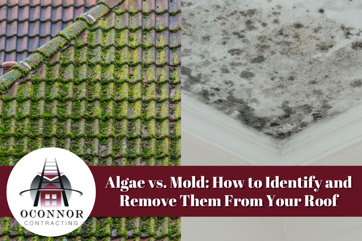 Algae vs. Mold