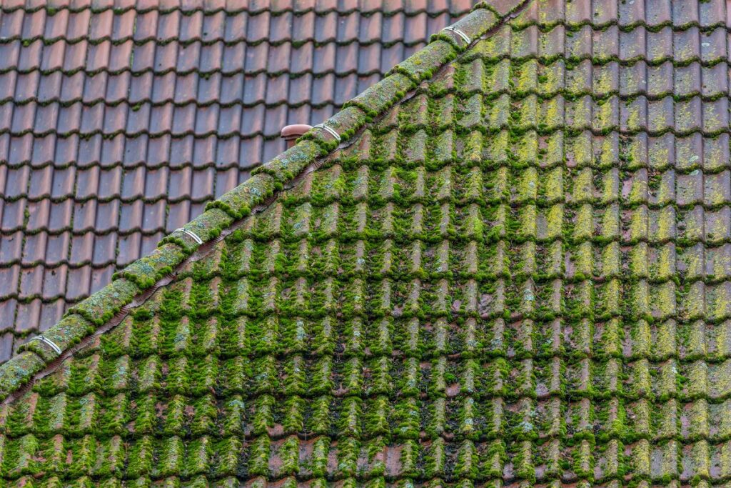 How To Extend Roof Lifespan: The Dos & Don’ts For 2025 3 Moss And Algae On roof