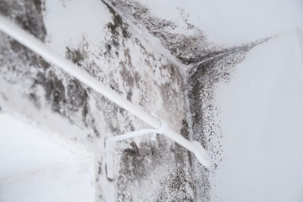 Algae vs. Mold: How to Identify and Remove Them From Your Roof 2 Mold On A Roof